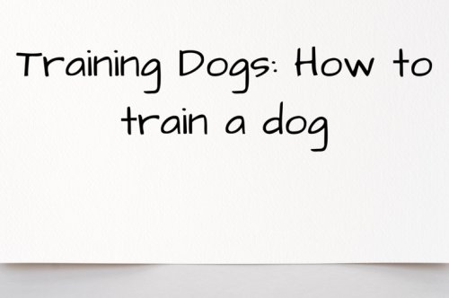 How to train dogs