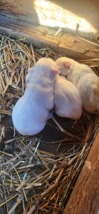3 females pekingese