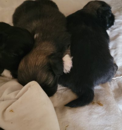 Puppies