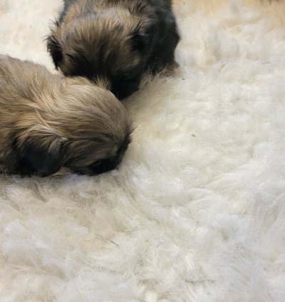 Puppy
